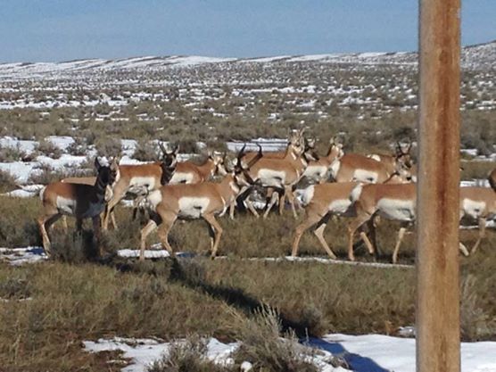 235-group-of-antelope
