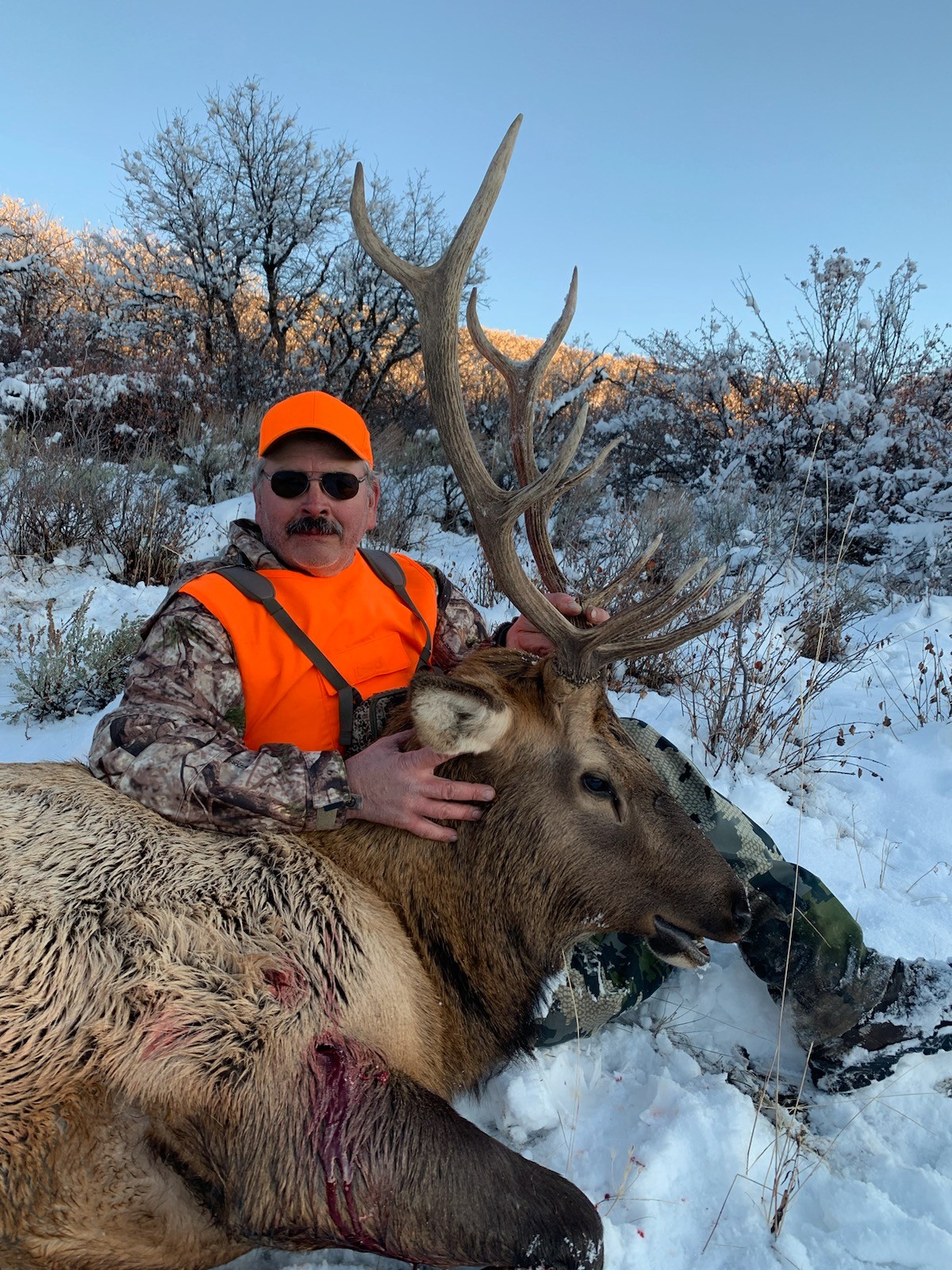 CO-341-good-5x5-bull-elk