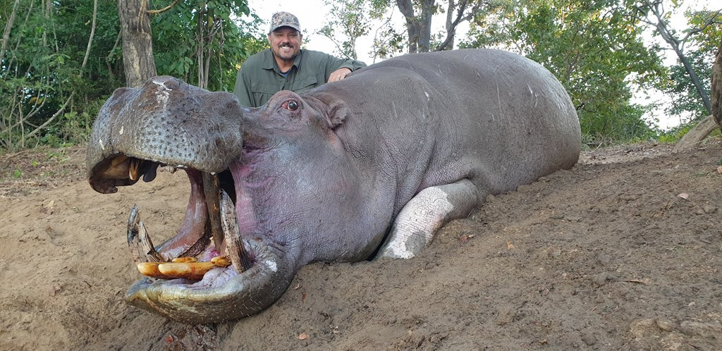 MOZ-282-another-good-hippo-2021