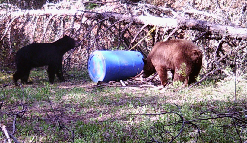 SK-289-gorgeous-cinnamon-at-bait