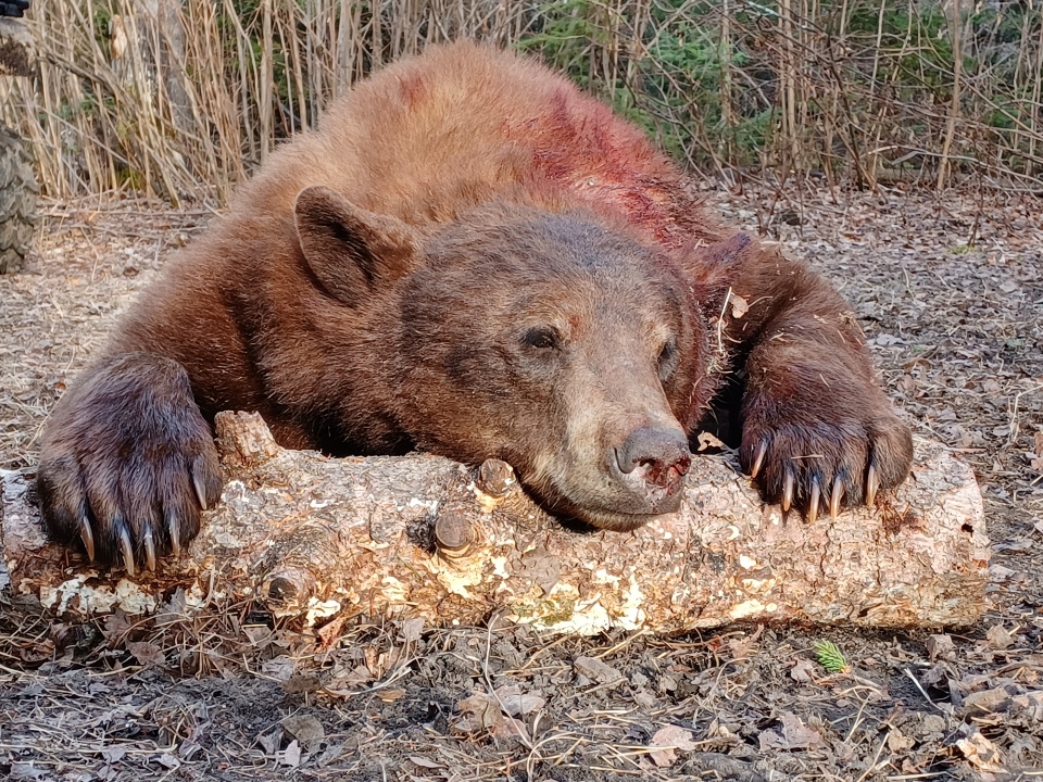 SK-289-nice-color-phase-2022