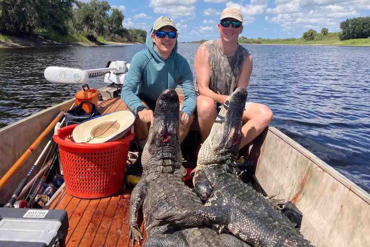 Can You Hunt Alligators in Florida?