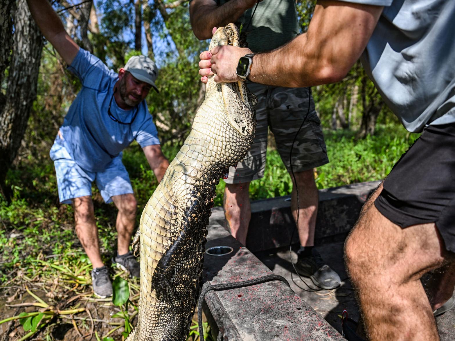 Alligator Hunting in Louisiana