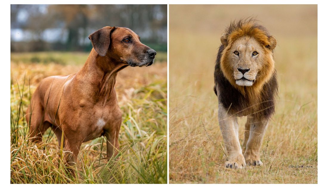 African Lion Hunting Dog African Lion Hunting Dog